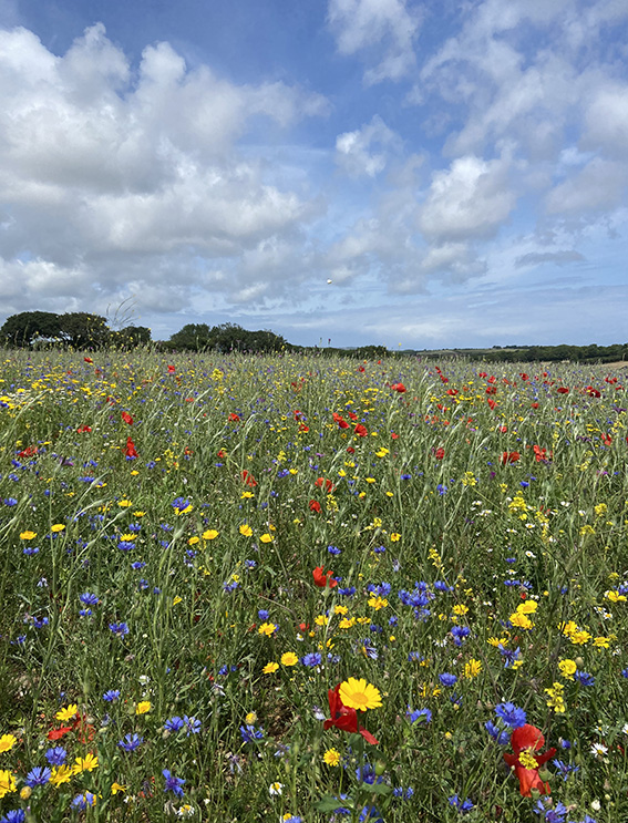 Re – Flowering Sancreed Village Green