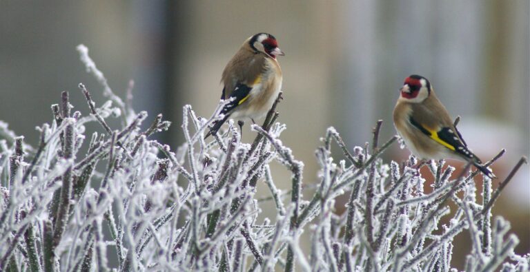Sancreed Big Garden Birdwatch for RSPB 26-28 January 2024