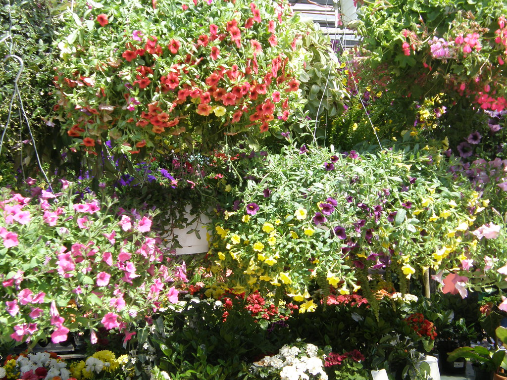 photo of plants in flower